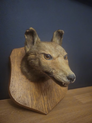 Taxidermy fox head mounted - taxidermy,