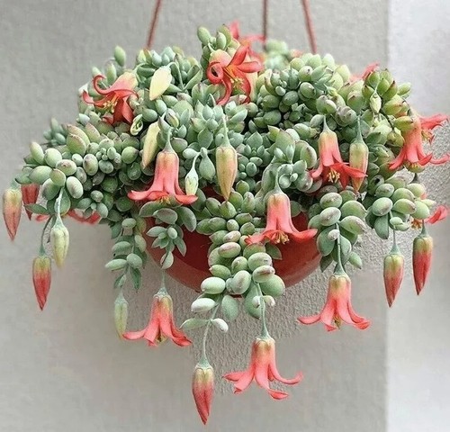 Cotyledon pendens seeds 25 - seeds,