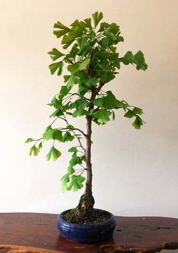 Ginkgo bonsai tree - ,