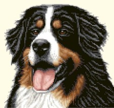 BERNESE MOUNTAIN DOG, PUP -