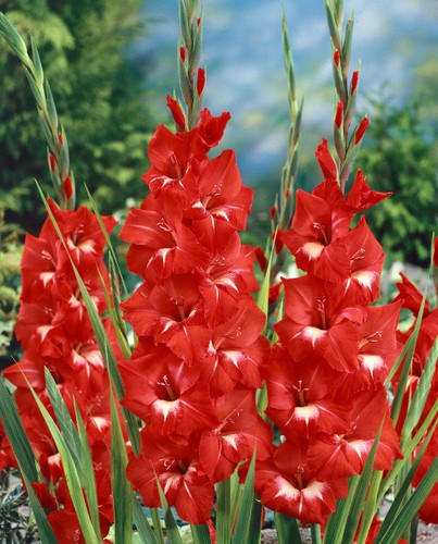 100 gladioli traderhorn red - gladioli,