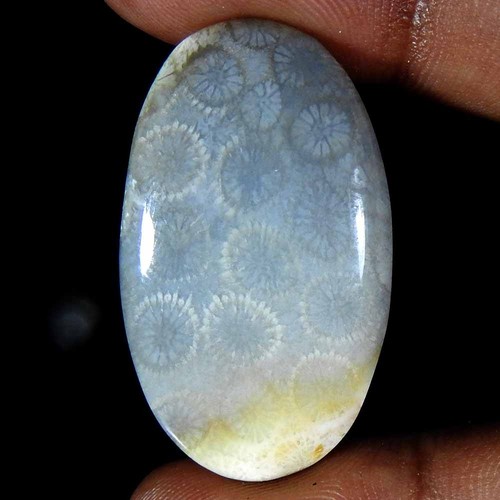 Natural fossil coral - 44.60,