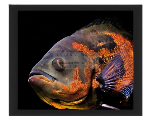 Oscar aquarium fish - aquarium,
