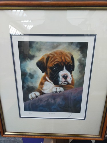 Boxer pup limited - pup,