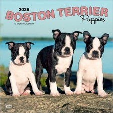 Boston Terrier Puppies 2026