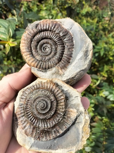 Quality dactylioceras pos - sp,