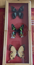 African Butterflies Framed
