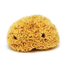 Natural Sea Sponge