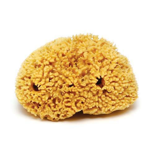 Natural sea sponge - natural,