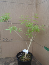 Aloysia citrodora (lemon verbena) in 1.5 ltr pot