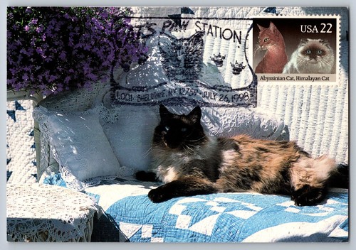 2373 cats abyssinian - #2373, &