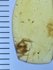 Beautiful Small Spider, Fossil