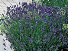 Lavender Plants, Munstead Lavender Mini Plants 6 Plug Plants