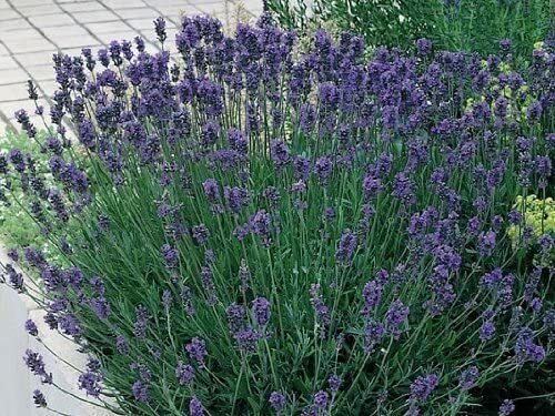 Lavender plants munstead - lavender, plants,