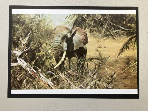 African elephant wildlife - african,