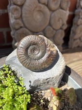 Ammonite Large Grammoceras