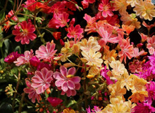 Lewisia Cotyledon Sunset Mixed Perennial Alpine Plant 1 x 13cm Pot