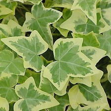 1 X HEDERA GOLD-EDGED TRAILING