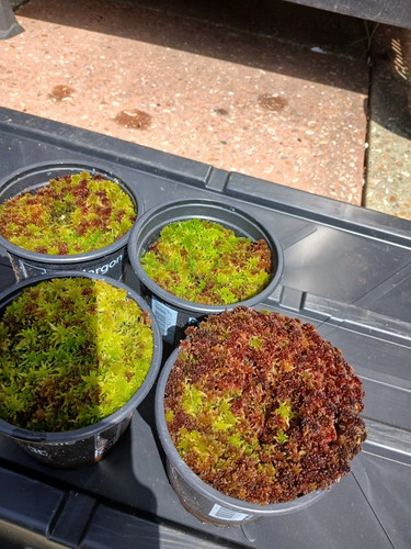 Live red green - red/green, moss