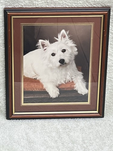 Framed west highland terrier - framed,