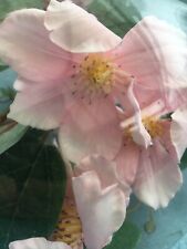 Artificial Clematis in Glass bowl by Peony QVC