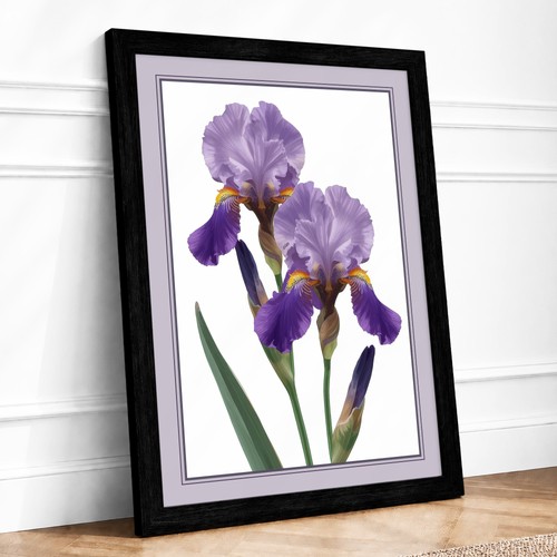 Twin irises botanical - twin,