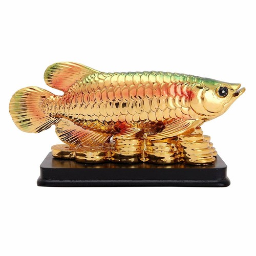 New arowana fish - for, abundant