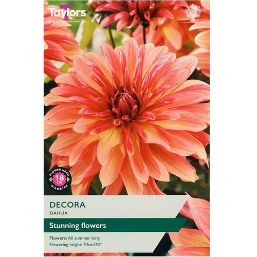 Dahlia tuber decorative - dahlia,