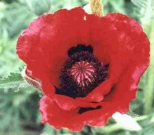 Poppy Papaver Orientale