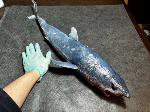 Rare museum taxidermy - rare,