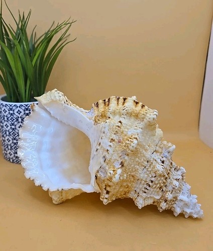 Frog conch shell horn - shell,