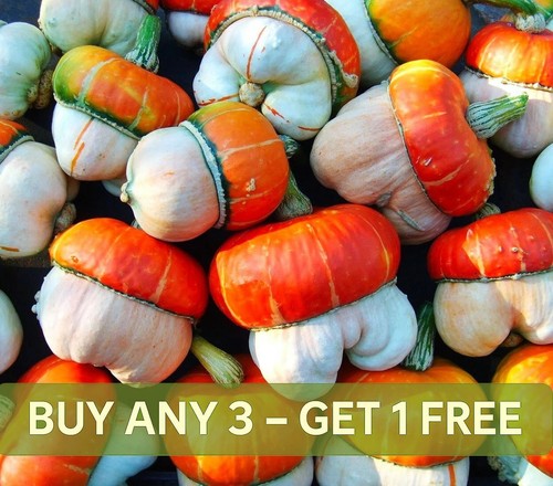 Cucurbita seeds turkish - cucurbita,