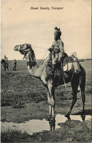 Camel cavalry transport - pc,