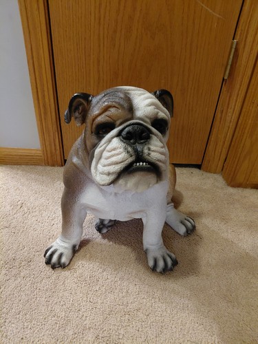 English bulldog - bulldog,