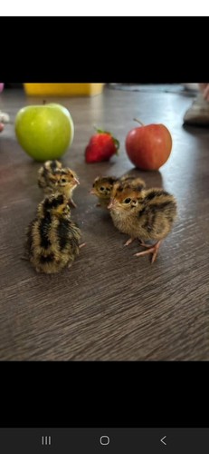 Dozen quail hatching - dozen, eggs