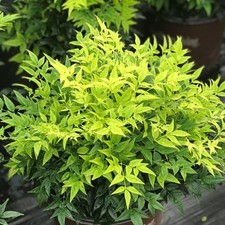 Nandina domestica magical - nandina, 'magical