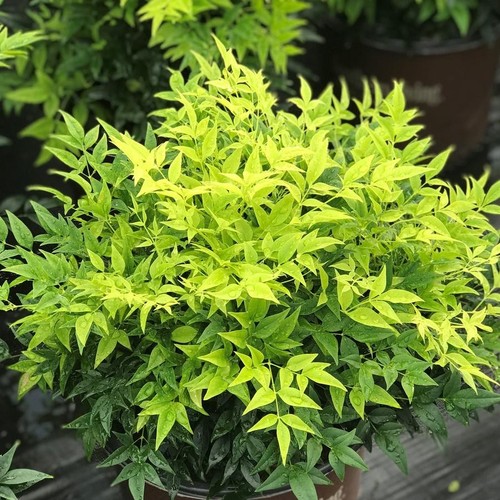 Nandina domestica lemon - 'lemon, &