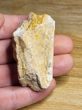 Theropod Fossil Kem Kem