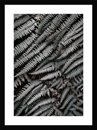 Stunning fern fronds print - fronds,