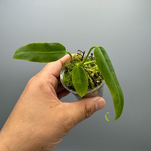 Anthurium pallidiflorum narrow - pallidiflorum,