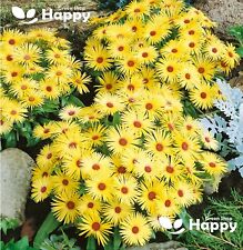 LIVINGSTONE DAISY FLOWER 600