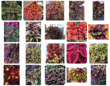 Colourful Coleus Soil  Rooted  Starter House plant /outdoor Plug  Plants