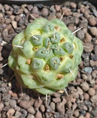 Mammillaria schumanii inermis - mammillaria,