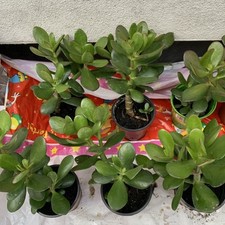 Crassula ovata (Jade