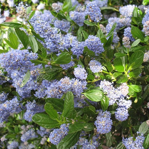 Ceanothus skylark evergreen - skylark,