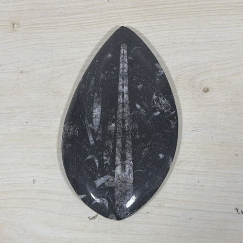Orthoceras fossil polished - orthoceras,
