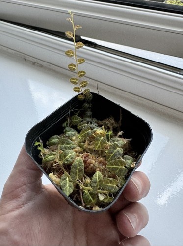 Solanum evolvulifolium live - evolvulifolium,