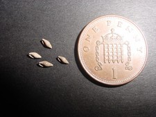 4 Bartonian Eocene Stazzania