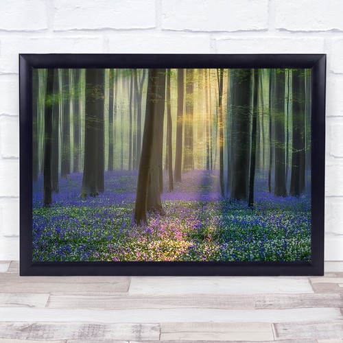Summer bluebell tree trunks - bluebell,