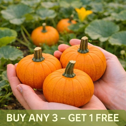 Pumpkin seeds baby bear - pumpkin, |